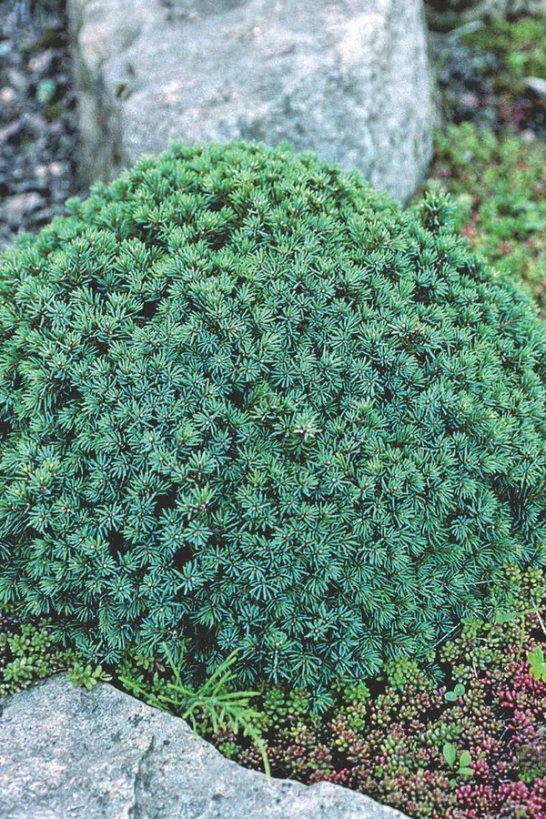 Ялина звичайна / європейська Ехініформіс, Picea abies Echiniformis